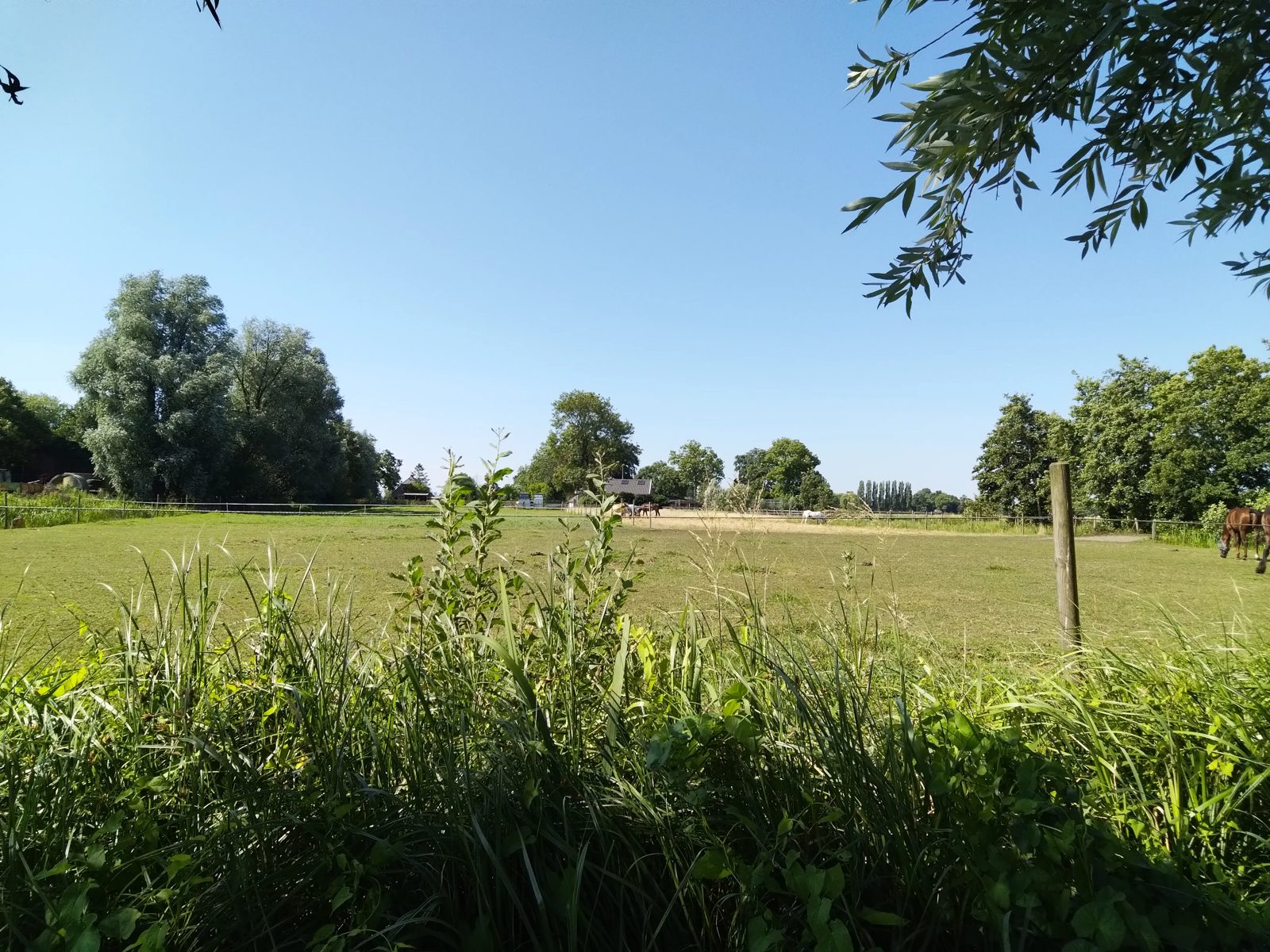 Uitzicht over de weilanden bij de camping in Westbroek waar het allemaal begon